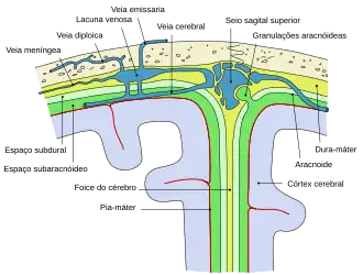 Representação diagramática de uma secção ao longo do topo do crânio