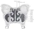 Secção coronal das cavidades nasais.
