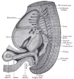 Reconstruction of a human embryo of 17&nbsp;mm.