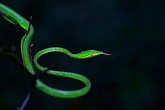 Em Amboli, Maharashtra, Índia