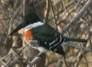 Chloroceryle americana