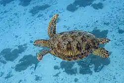 Tartaruga verde (Chelonia mydas).
