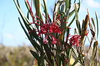 Grevillea oleoides no Royal National Park