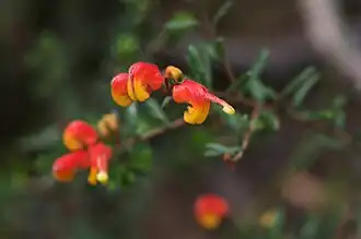 Grevillea alpina no sul de Victoria