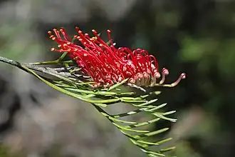 No Jardim Botânico Nacional da Austrália&nbsp;[en]