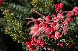 Grevillea lanigera no Jardim Botânico Nacional da Austrália&nbsp;[en]