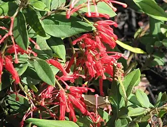 Grevillea rhyolitica