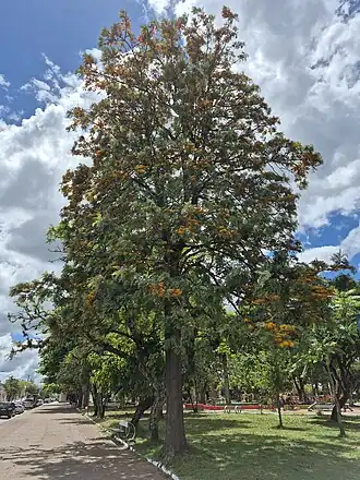 Grevílea florida, no Rio Grande do Sul