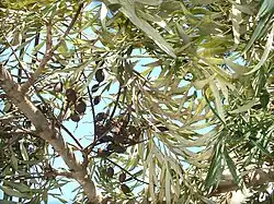 Folhas e vagens secas