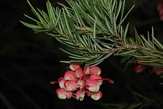 Subespécie rosmarinifolia