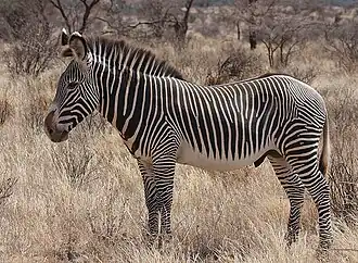Zebra-de-grevy. Reserva Nacional Bufalo Springs, Quênia.