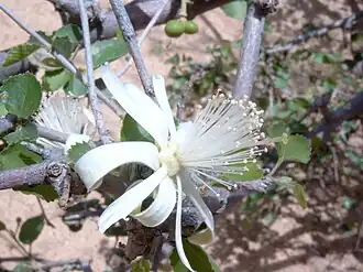 Grewia tenax , Burkina Faso