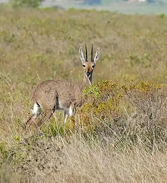 Riboque (Pelea capreolus) macho no Parque Nacional Bontebok, em Cabo Ocidental, na África do Sul