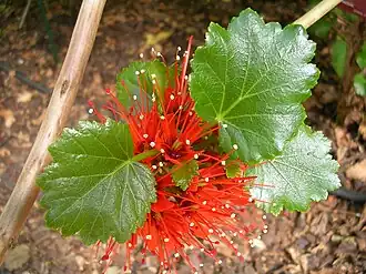 Folhas e flores de Greyia sutherlandii