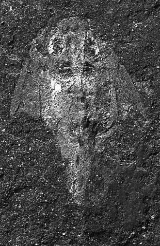 Fóssil de filhote de G. riniensis