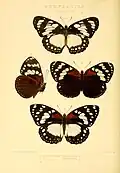 Ilustração de Charaxes tiberius (ex E. tiberius), cujo tipo nomenclatural fora coletado em Mombaça por Grose-Smith, em 1889, sendo a última espécie descrita de Euxanthe.[1]