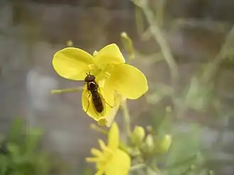 Diplotaxis tenuifolia