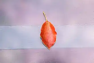 Imagem de uma folha caída no piso. A folha será o objeto segmentado.