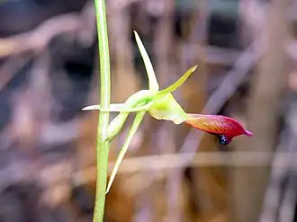 Cryptostylis subulata