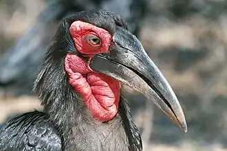 Bucorvus leadbeateri