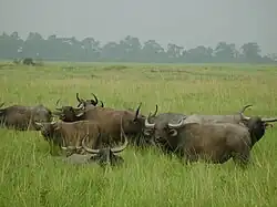 Manada de búfalos-asiáticos no Parque Nacional de Kaziranga em Assam, Índia