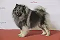 Keeshond (Wolfspitz)