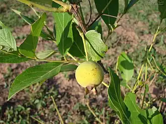 Fruto de guabiroba