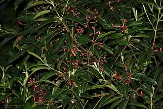 Guamirim com frutos (Myrcia rostrata).