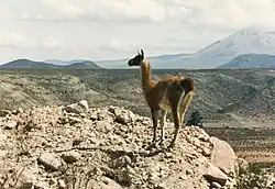 Um guanaco sobre uma montanha rochosa, rodeado por uma ampla paisagem árida e montanhas mais altas ao fundo.