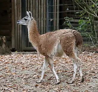 Guanaco em Cativeiro