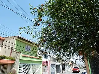 Rua Maurício de Oliveira em Vila Augusta