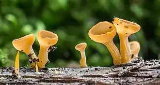 Guepiniopsis buccina, Nova Iorque