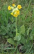 Primula veris