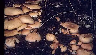 Gymnopilus aeruginosus crescendo em cobertura morta de madeira