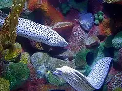 Gymnothorax isingteena