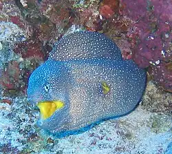 Murène à gueule jaune (Gymnothorax nudivomer)