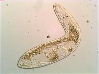 Gyratrix hermaphroditus