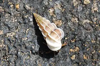 Uma concha de Gyroscala commutata (Monterosato, 1877)[1]; espécime proveniente do Mediterrâneo francês. Espécie-tipo do gênero Gyroscala.