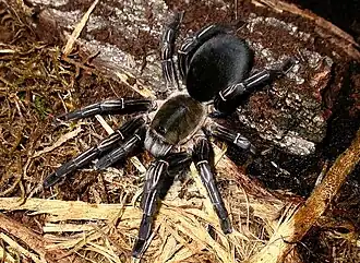 Haplopelma albostriatum