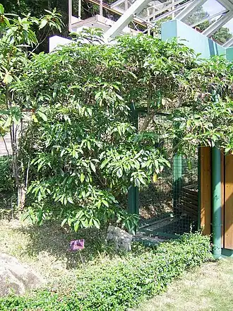 Pavetta hongkongensis