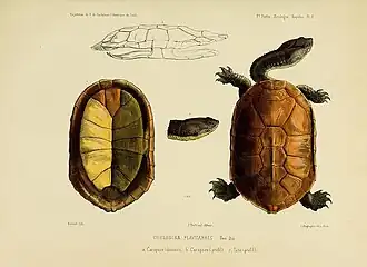 Ilustração no Herpetologia Geral ou História Natural Completa dos Répteis (1835) de André Marie Constant Duméril e Gabriel Bibron