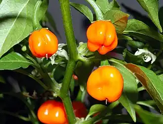 Habaneros