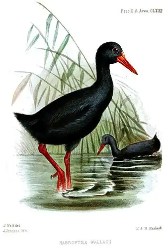 Adulto por Joseph Wolf, 1859