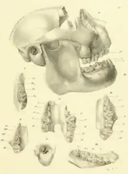 Um crânio reconstruído (faltando parte do osso frontal) com face encurtada e mandíbula robusta. Seis desenhos menores abaixo mostram vários dentes e a bula auditiva.