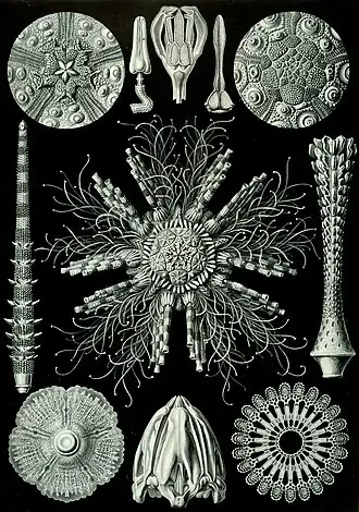 Ernst Haeckel, Kunstformen der Natur (1904)