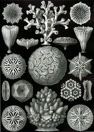 Hexacorais, desenhados por Haeckel