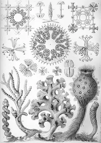"Hexactinellida" do livro Artforms of Nature, de Ernst Haeckel, 1904.