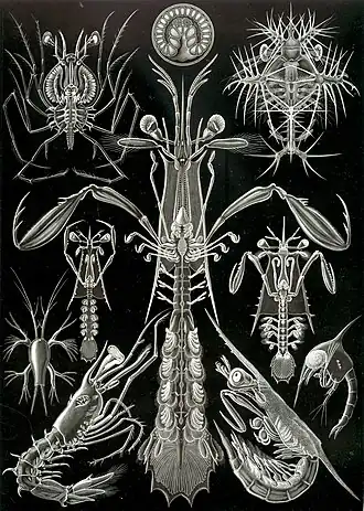 Phyllosoma de Palinura (canto superior esquerdo) numa página do livro de Ernst Haeckel Kunstformen der Natur (1904)
