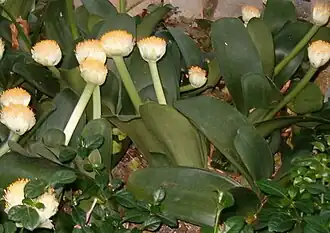 Haemanthus albiflorus