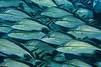 Sapuruna&nbsp;(Haemulon melanurum)